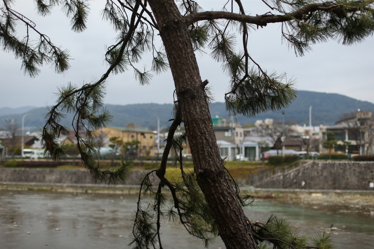 2階：松の木と鴨川